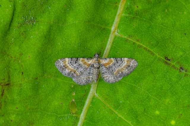 Eupithecia pyreneata - vörössávos törpearaszoló