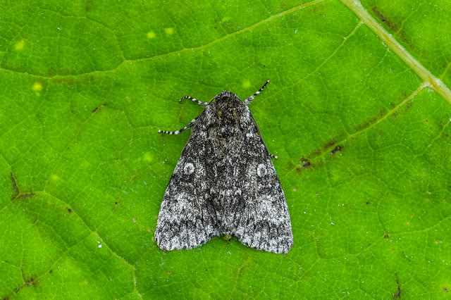 Acronicta megacephala - nagyfejű szigonyosbagoly