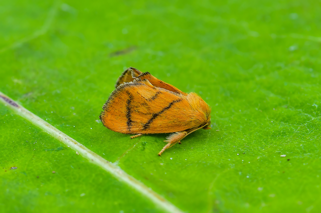 Apoda limacodes - kagylólepke