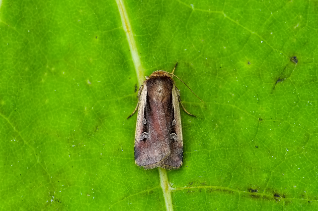 Ochropleura plecta - fehérszegélyű fűbagoly