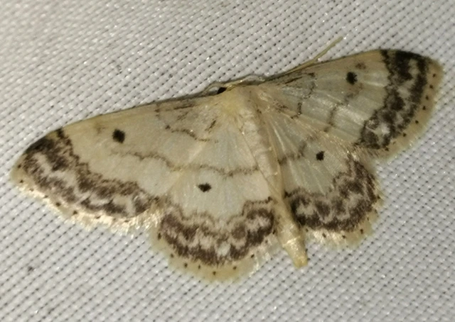Idaea biselata - mocsári sávosaraszoló