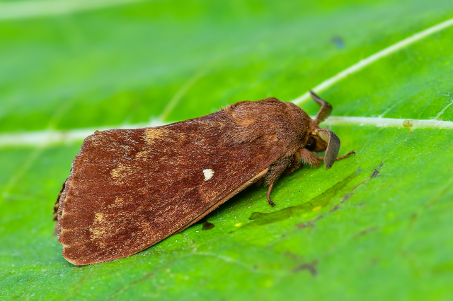 Dendrolimus pini - fenyőpohók