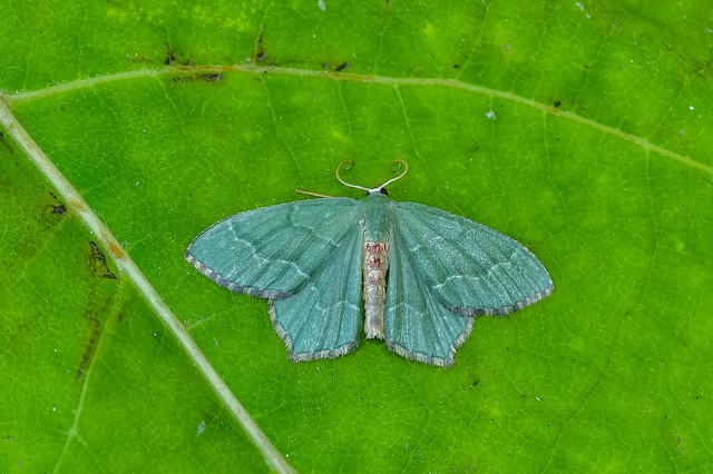 Hemithea aestivaria - nyír-zöldaraszoló