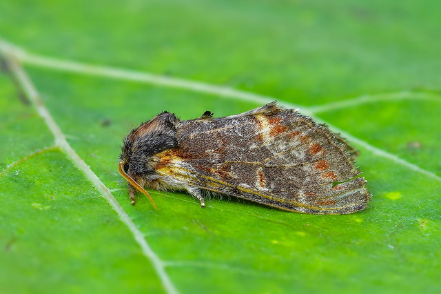 Notodonta dromedarius - tevehátú púposszövő