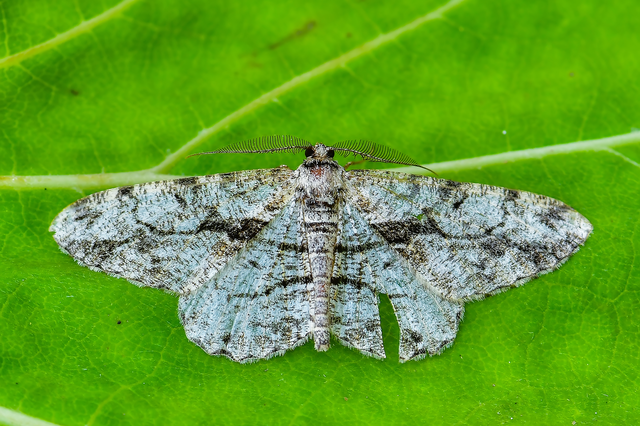 Peribatodes umbraria - fagyal-faaraszoló