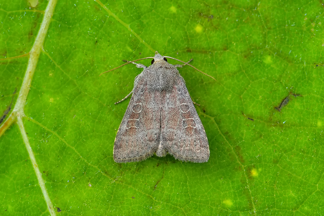 Parastichtis suspecta - sötét erdeibagoly