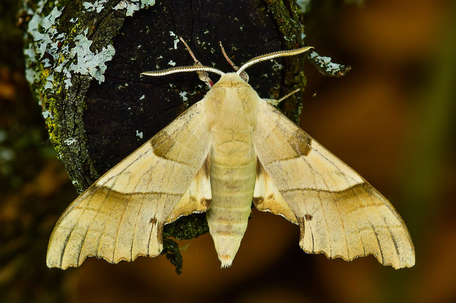 Marumba quercus - tölgyfaszender