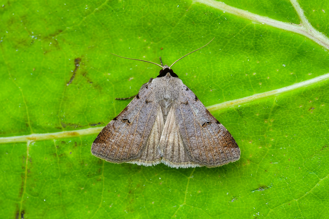 Lygephila craccae - gyakori csüdfűbagoly