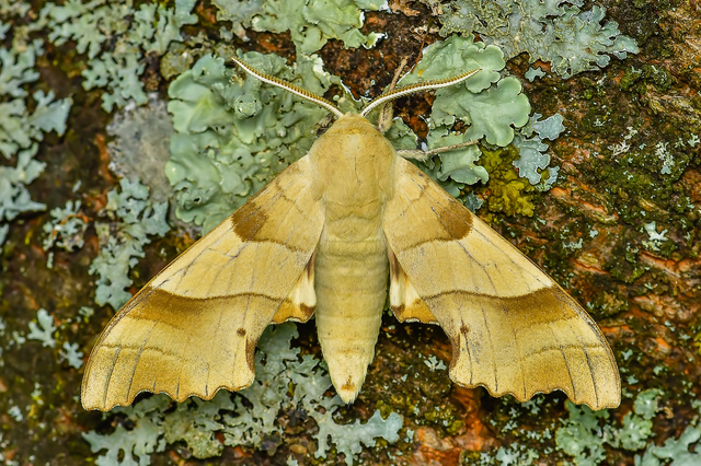 Marumba quercus - tölgyfaszender