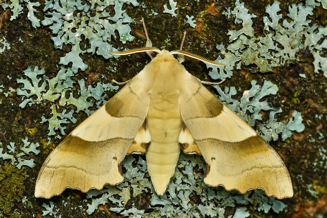 Marumba quercus - tölgyfaszender