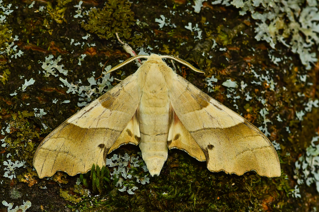 Marumba quercus - tölgyfaszender