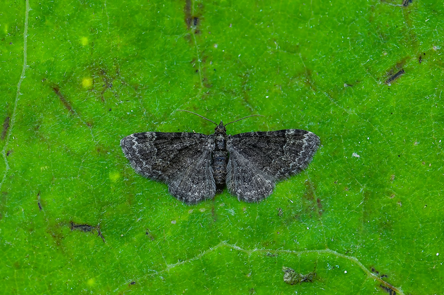 Pasiphila rectangulata - almavirág-araszoló