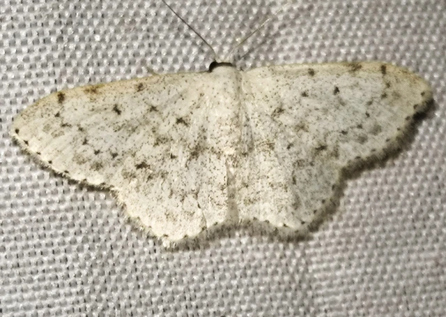 Scopula marginepunctata - pettyes sávosaraszoló