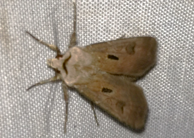 Agrotis exclamationis - felkiáltójeles földibagoly