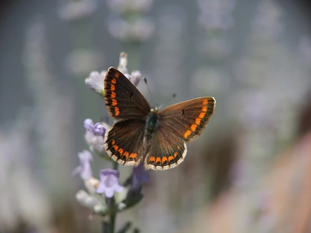 Aricia agestis - szerecsenboglárka