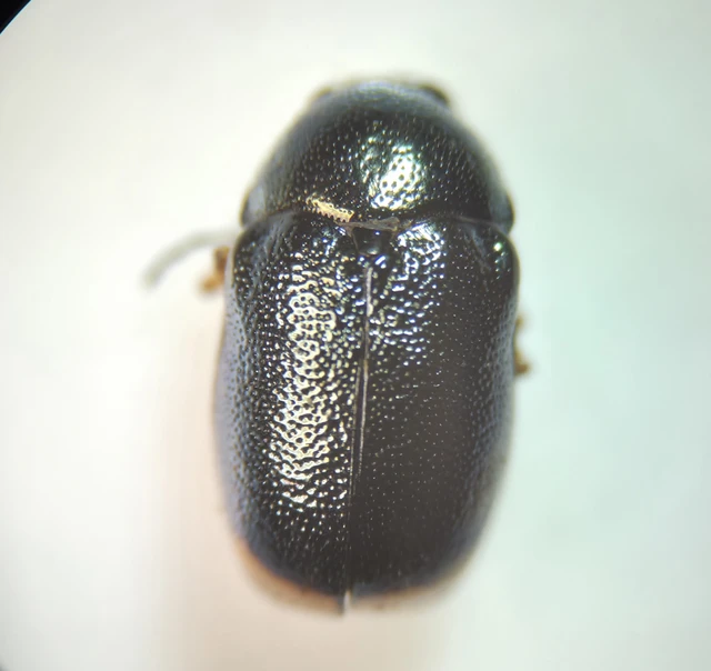 Cryptocephalus schaefferi - lapátlábú zömökbogár Cryptocephalus schaefferi - lapátlábú zömökbogár