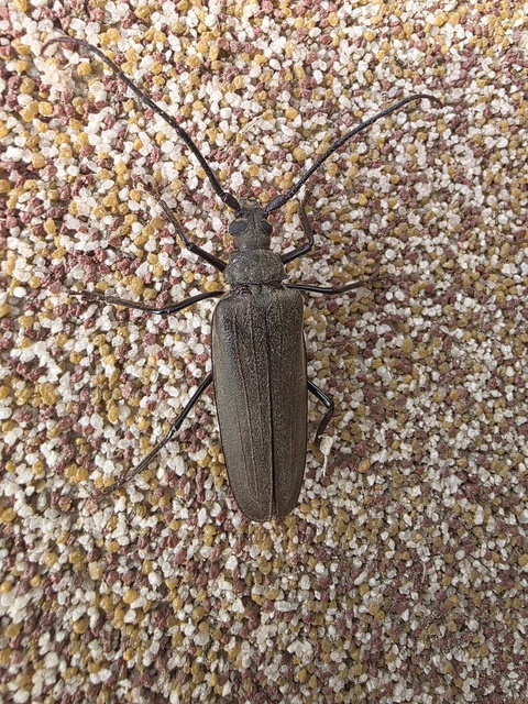 Aegosoma scabricorne - diófacincér