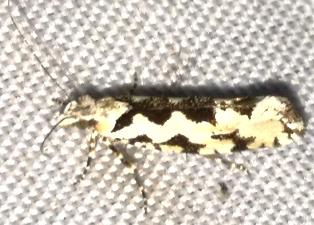 Ypsolopha sequella - ligeti tarkamoly