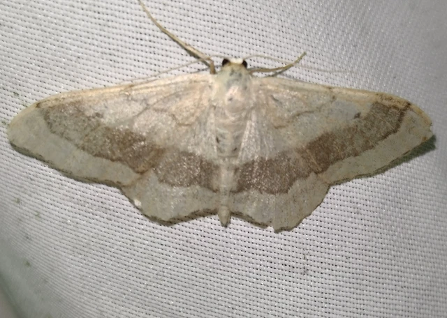 Idaea aversata - nagy sávosaraszoló