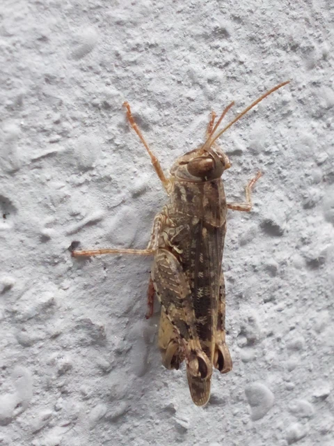 Calliptamus italicus - olaszsáska