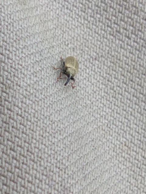 Acalyptus sericeus - selymes fűzormányos