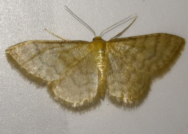 Idaea dilutaria - napvirág-apróaraszoló