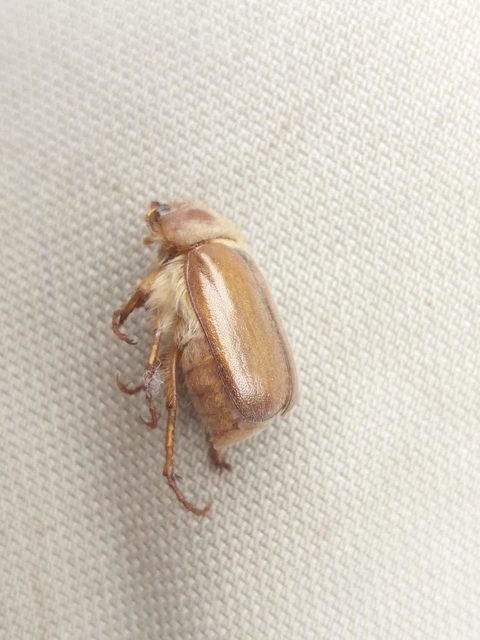 Amphimallon burmeisteri