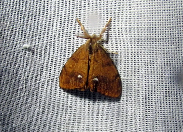 Orgyia antiqua - rozsdabarna kisszövő