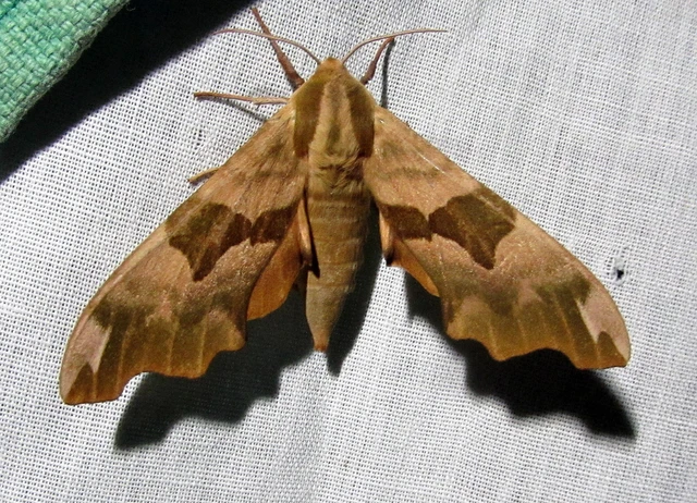 Mimas tiliae - hársfaszender