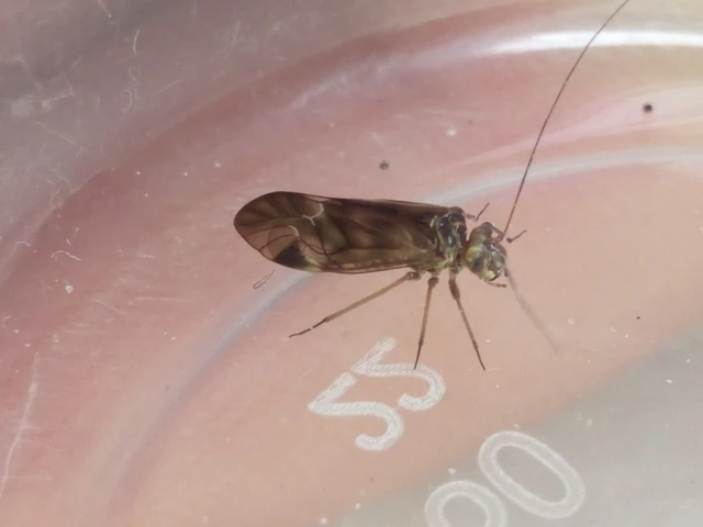 Psocoptera - Fürgetetvek