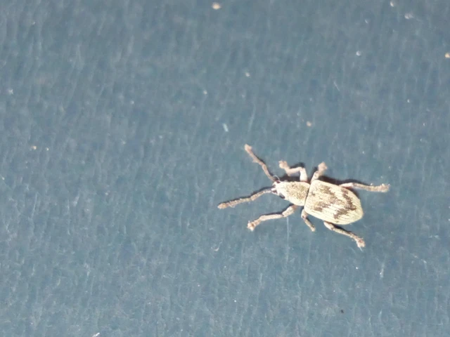 Pseudomyllocerus sinuatus - szeder-levélormányos