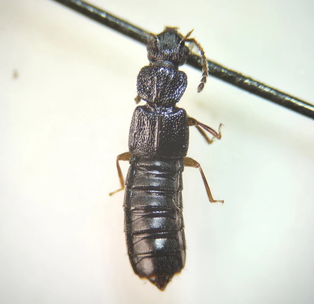 Anotylus rugosus - rovátkáshátú korhóholyva Anotylus rugosus - rovátkáshátú korhóholyva