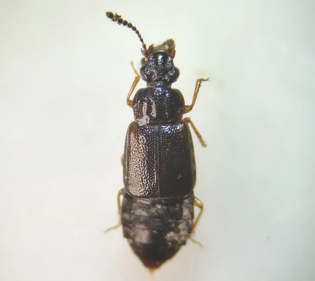 Omalium rivulare - gödörkés barázdásholyva Omalium rivulare - gödörkés barázdásholyva