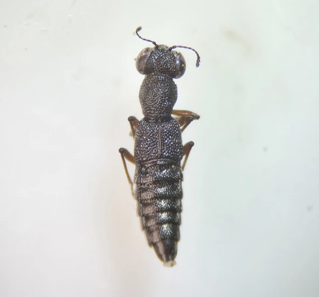 Stenus humilis - avarlakó szemesholyva Stenus humilis - avarlakó szemesholyva