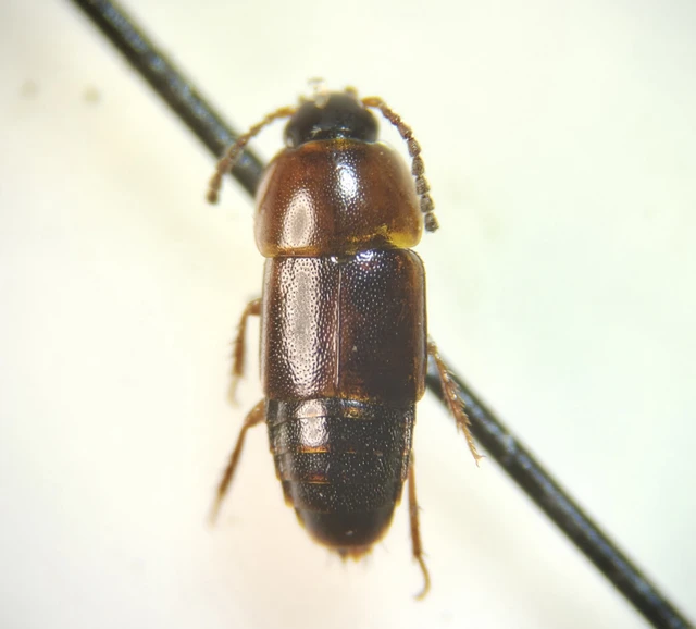 Tachinus corticinus - apró fürgeholyva