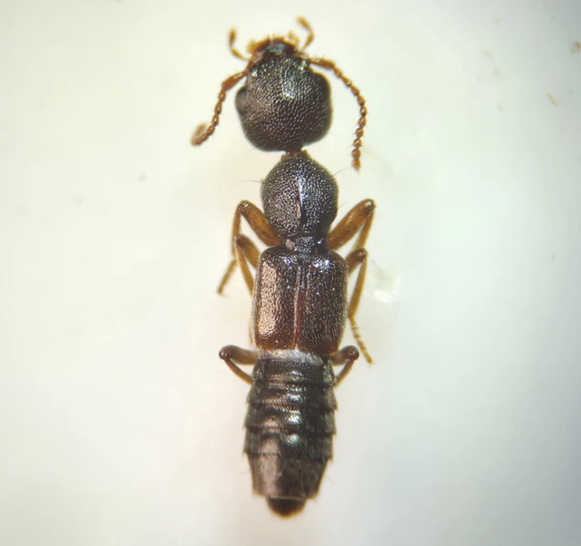 Rugilus rufipes - nagy cérnanyakúholyva