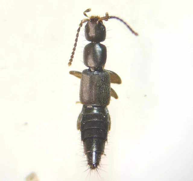 Pseudomedon obscurellus - selymes rétiholyva