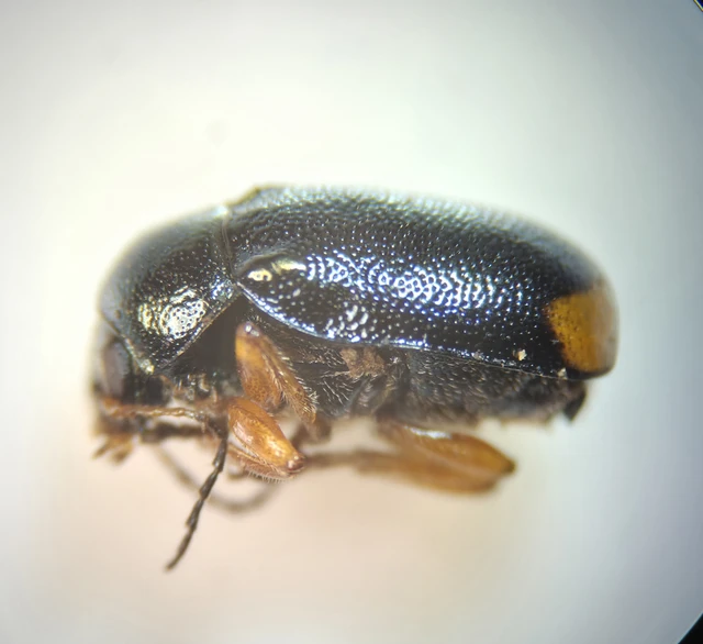 Cryptocephalus schaefferi - lapátlábú zömökbogár Cryptocephalus schaefferi - lapátlábú zömökbogár