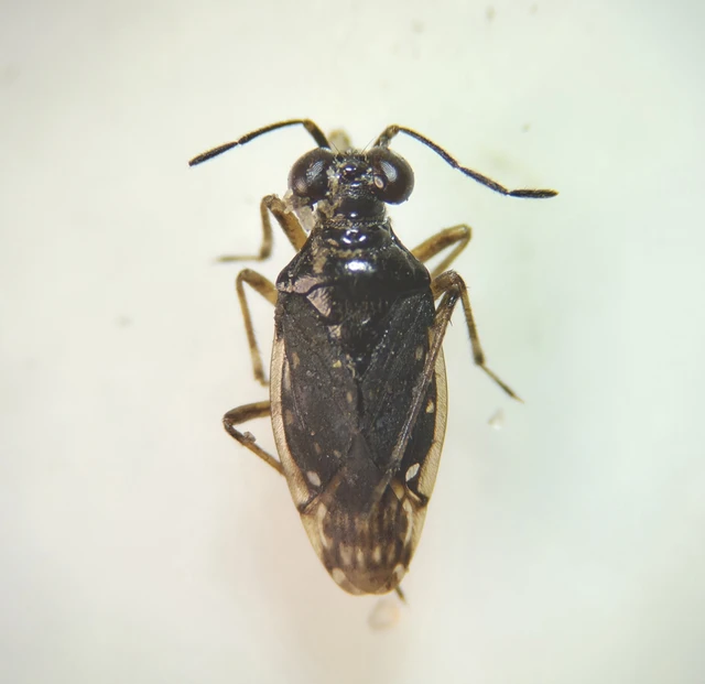 Saldidae - partipoloskák