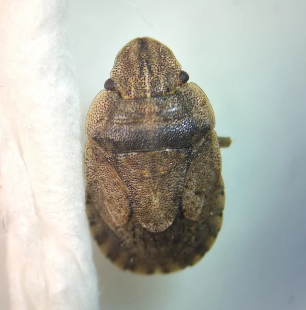 Sciocoris Sciocoris