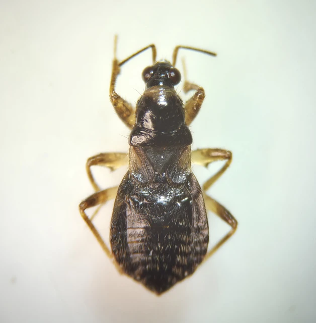 Alloeorhynchus flavipes - sárgalábú tolvajpoloska
