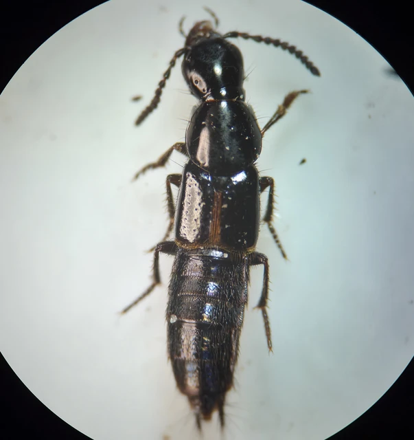 Quedius cinctus - szegélyes mohaholyva