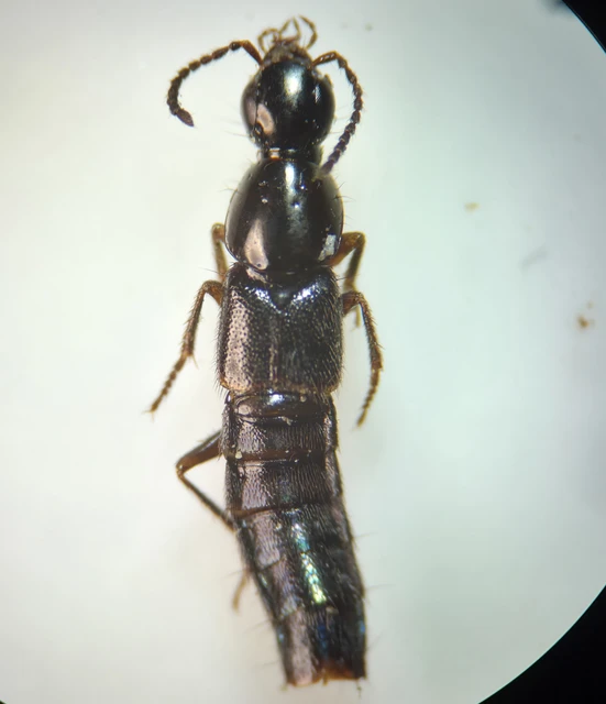 Quedius umbrinus - nagyszemű mohaholyva