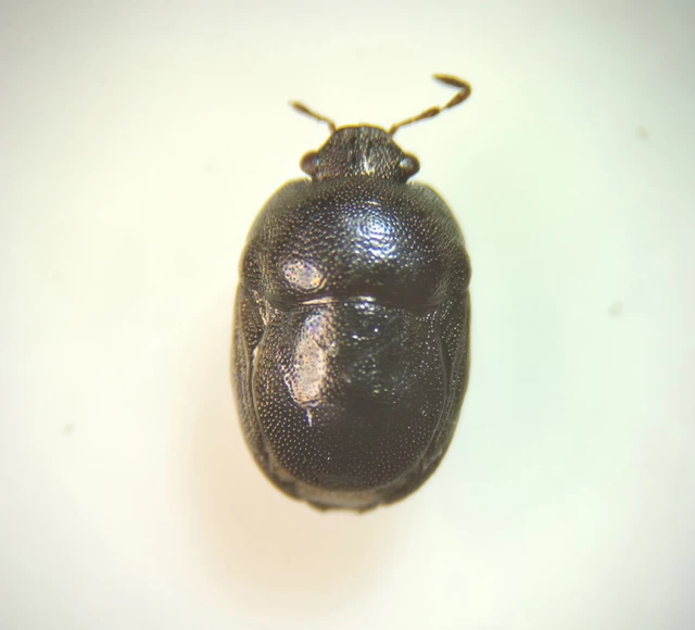 Thyreocoris scarabaeoides - fémes földipoloska