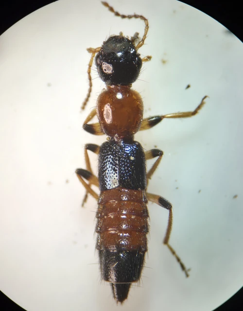 Paederus littoralis - réti partiholyva