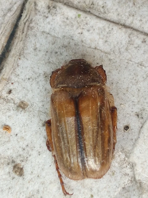 Amphimallon solstitiale - bordás sárgacserebogár