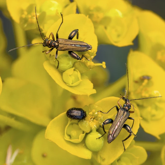 Oedemera flavipes - sárgalábú álcincér Oedemera flavipes - sárgalábú álcincér