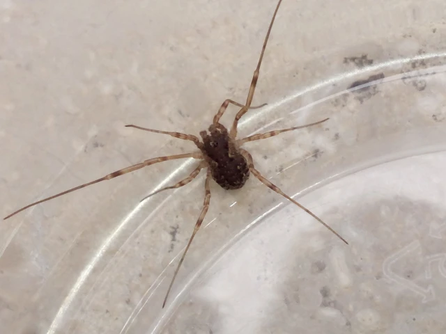Opiliones - Kaszáspókok