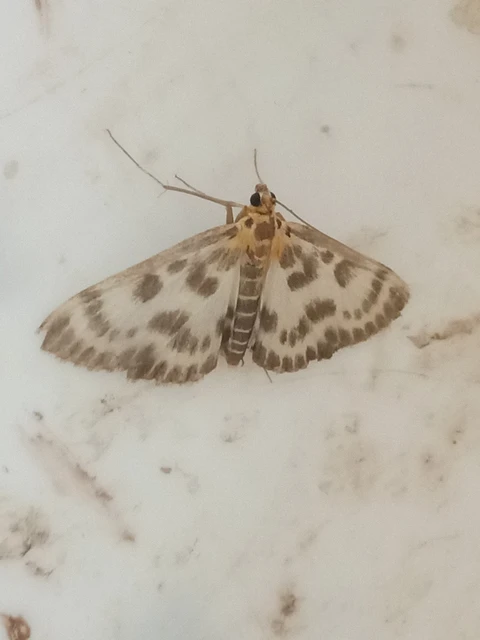 Anania hortulata - tarka csalánmoly