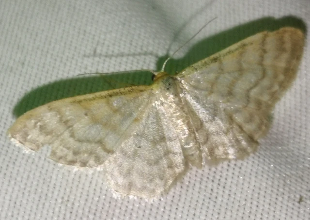 Idaea dilutaria - napvirág-apróaraszoló